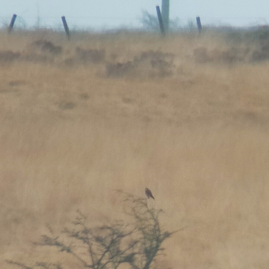 Belatz txikia - ML647817510