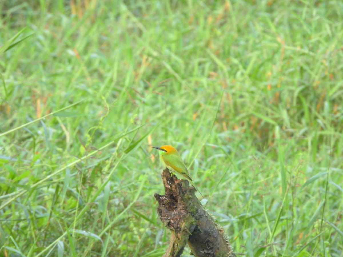 Erle-txori berde asiarra - ML647817513