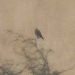 Belatz txikia - ML647817516