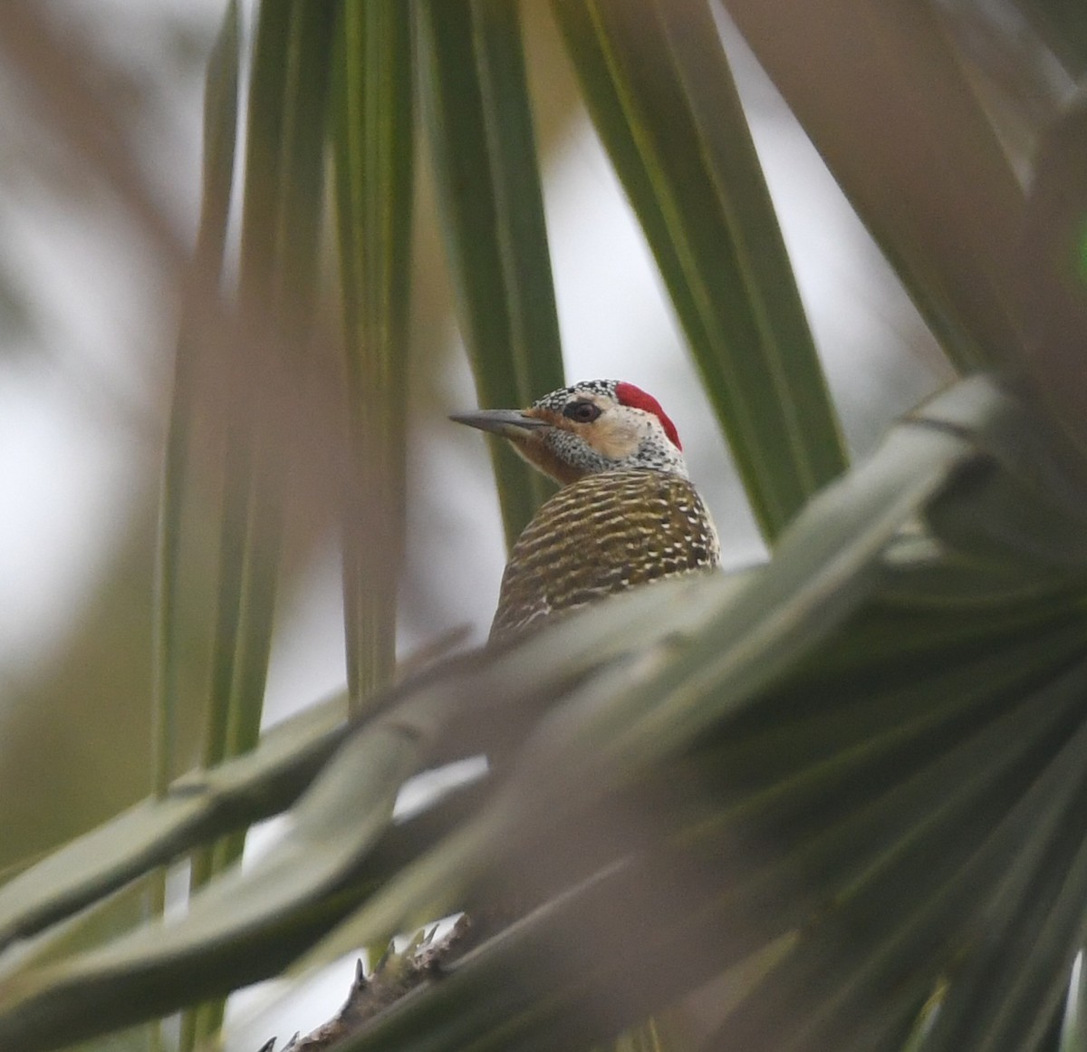 Speckle-throated Woodpecker - ML647817517