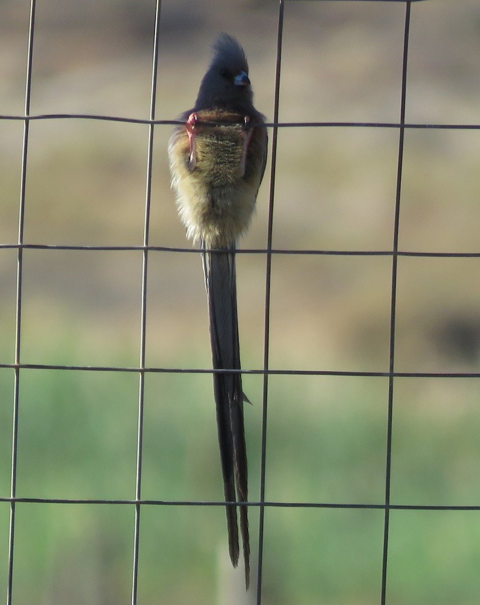 White-backed Mousebird - ML647817518