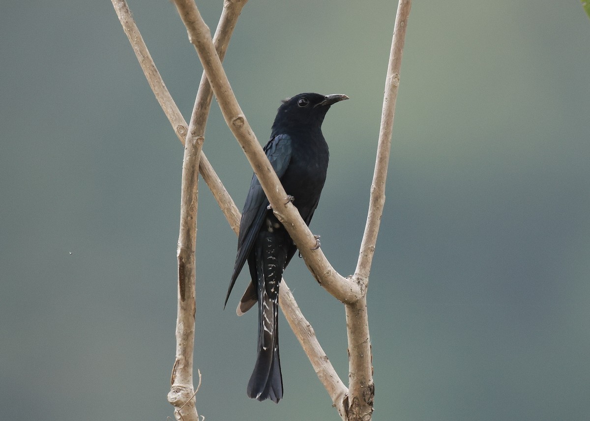 Square-tailed Drongo-Cuckoo - ML647817519