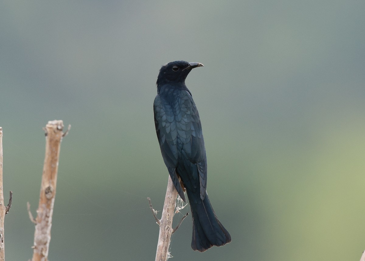 Square-tailed Drongo-Cuckoo - ML647817520