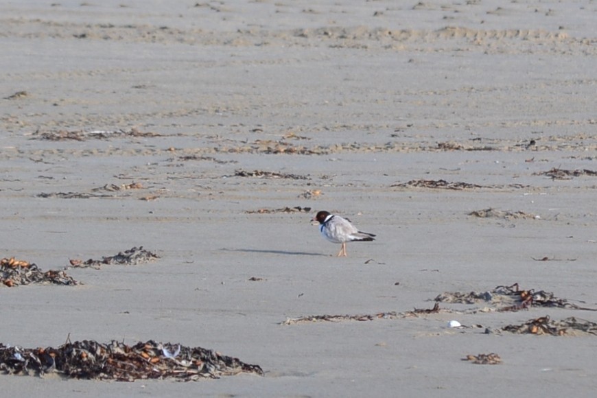Hooded Plover - ML647817522