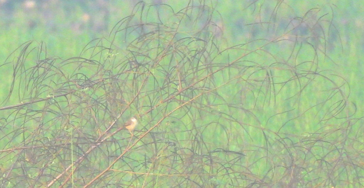 Plain Prinia - ML647817523