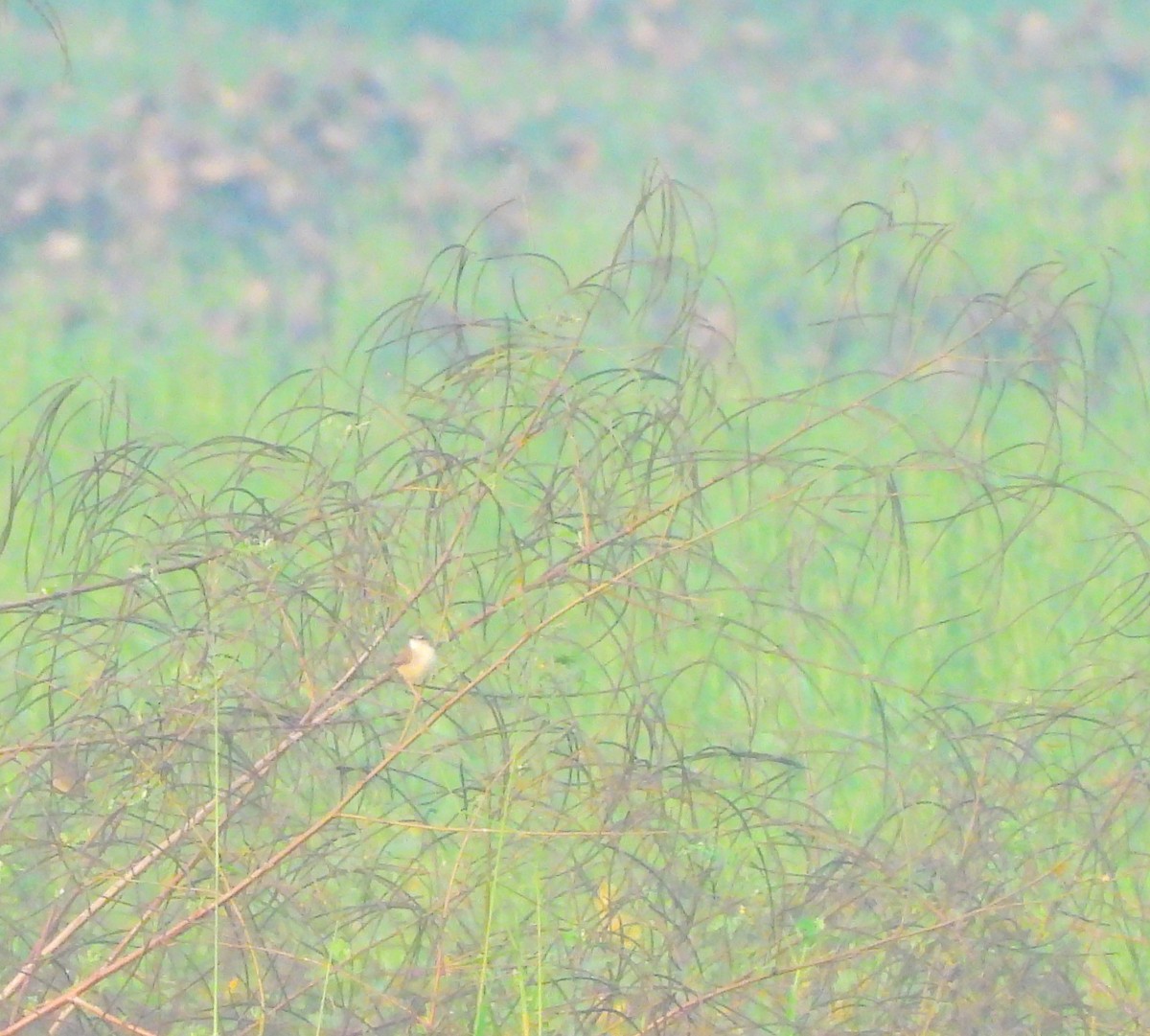 Plain Prinia - ML647817524