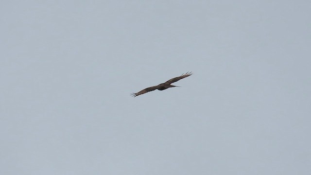 Eastern Buzzard - ML647817528