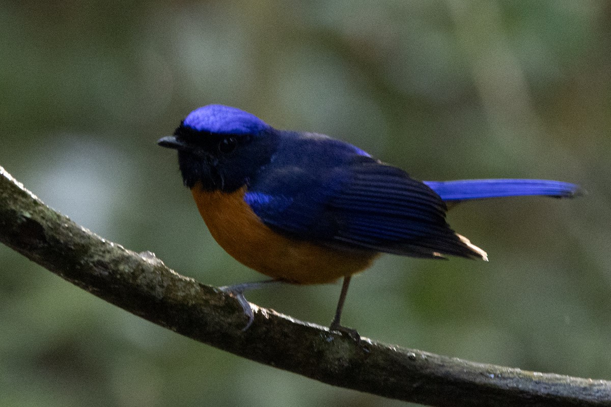 Rufous-bellied Niltava - ML647817530