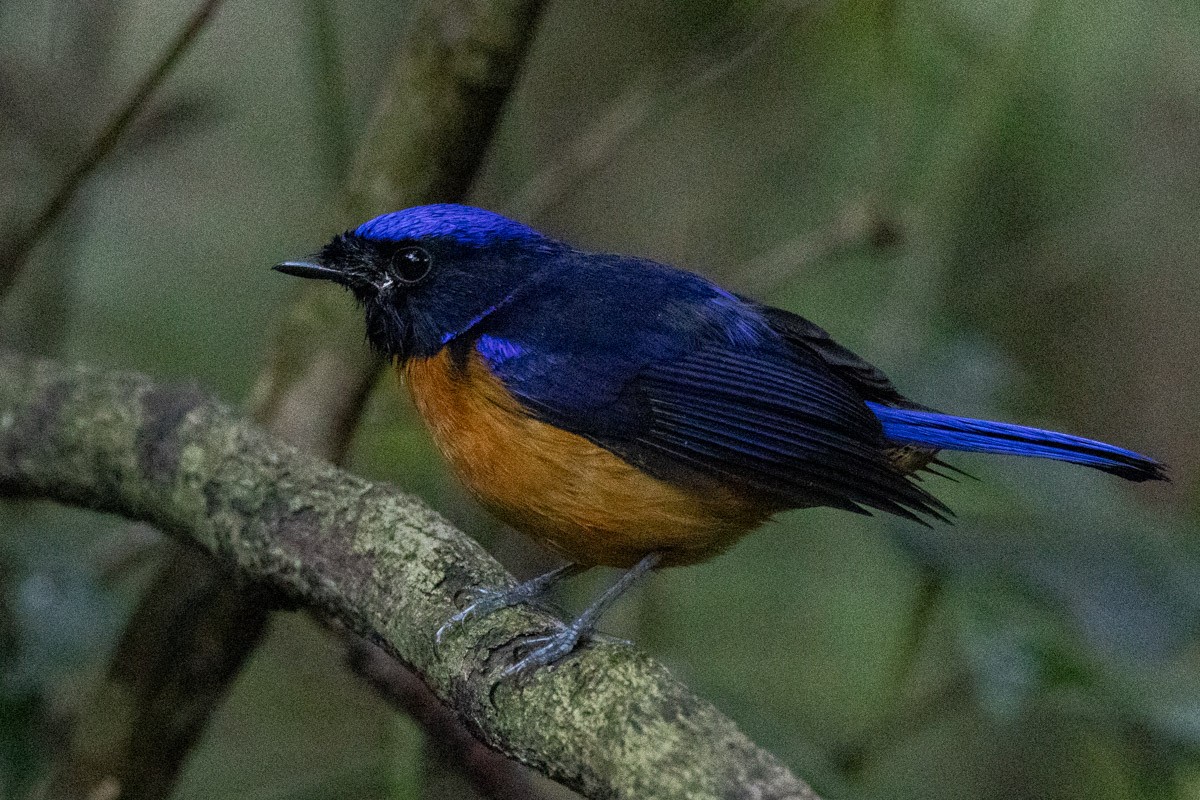 Rufous-bellied Niltava - ML647817531