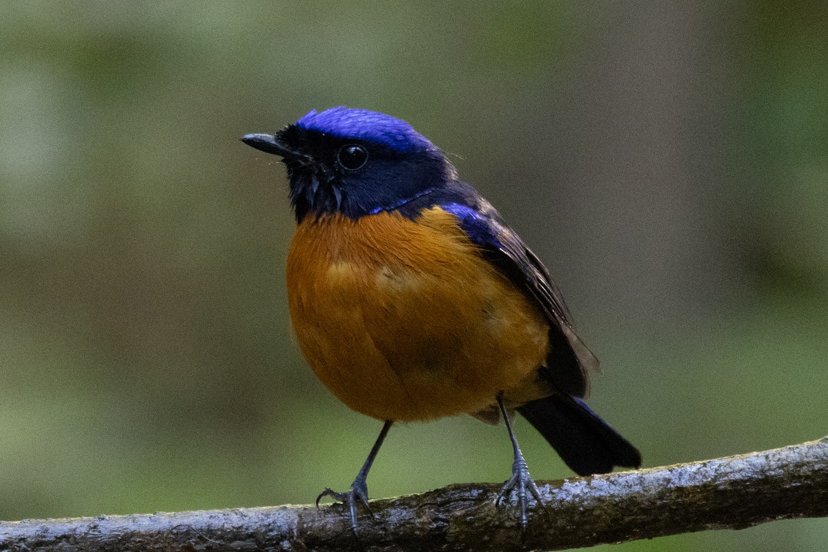 Rufous-bellied Niltava - ML647817532