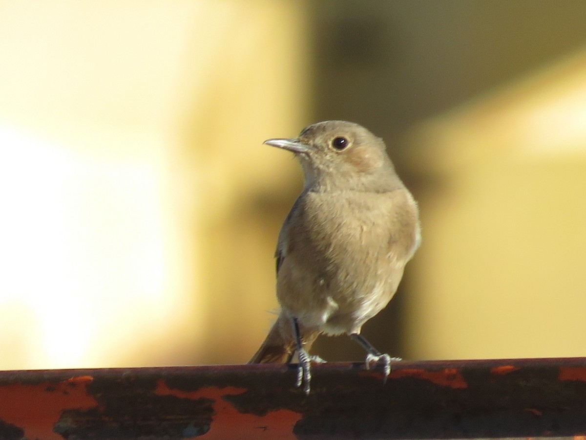 Buztanbeltz ipurgorria - ML647817533