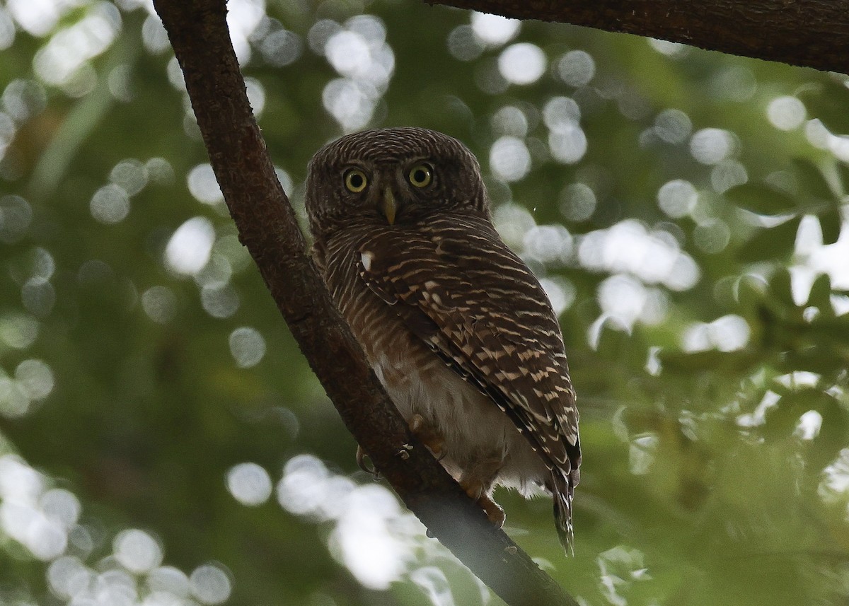 Asian Barred Owlet - ML647817534