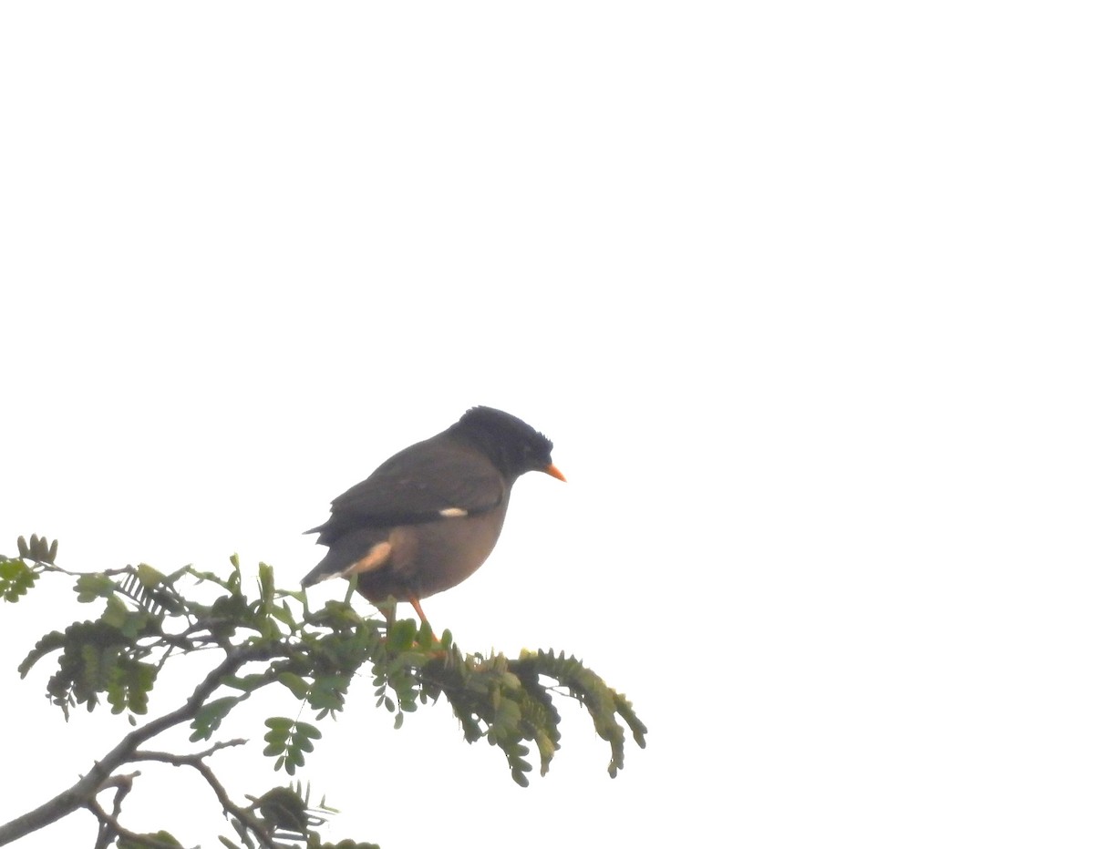 Jungle Myna - ML647817535