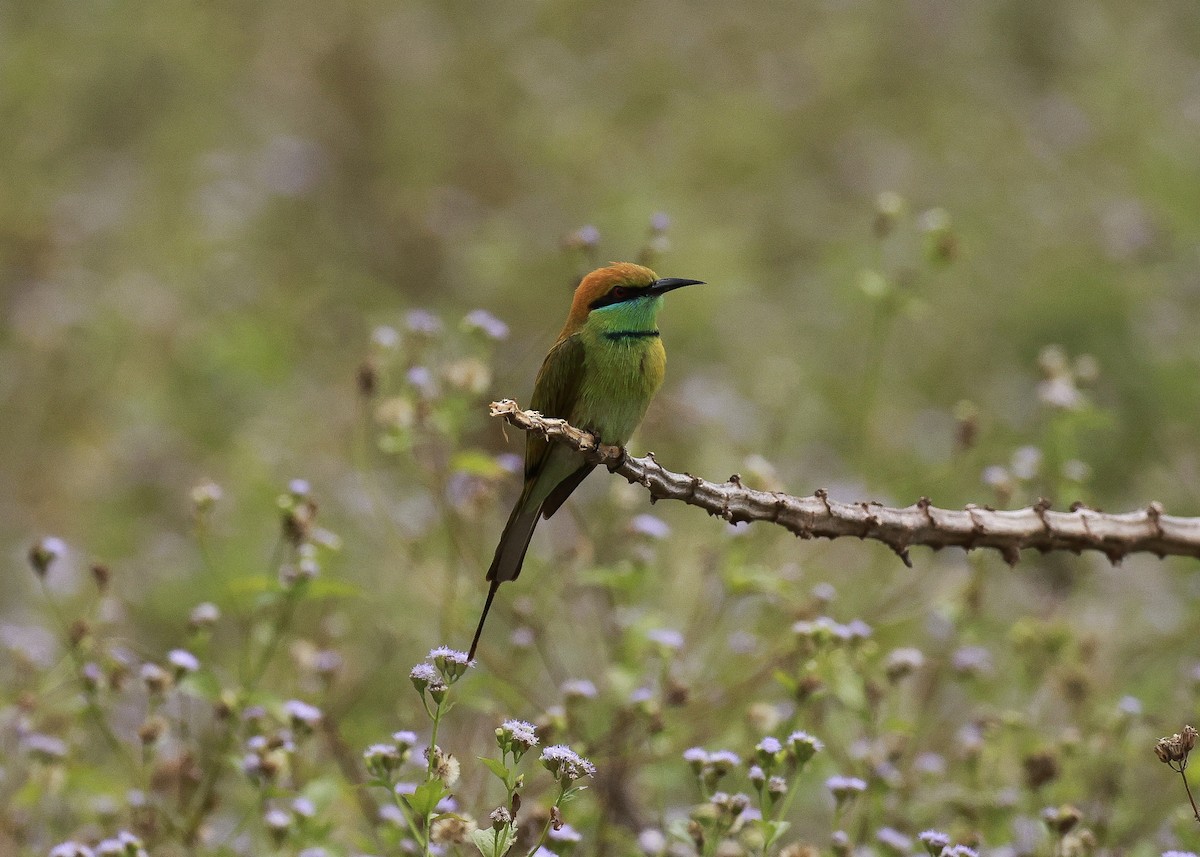 Erle-txori berde asiarra - ML647817536