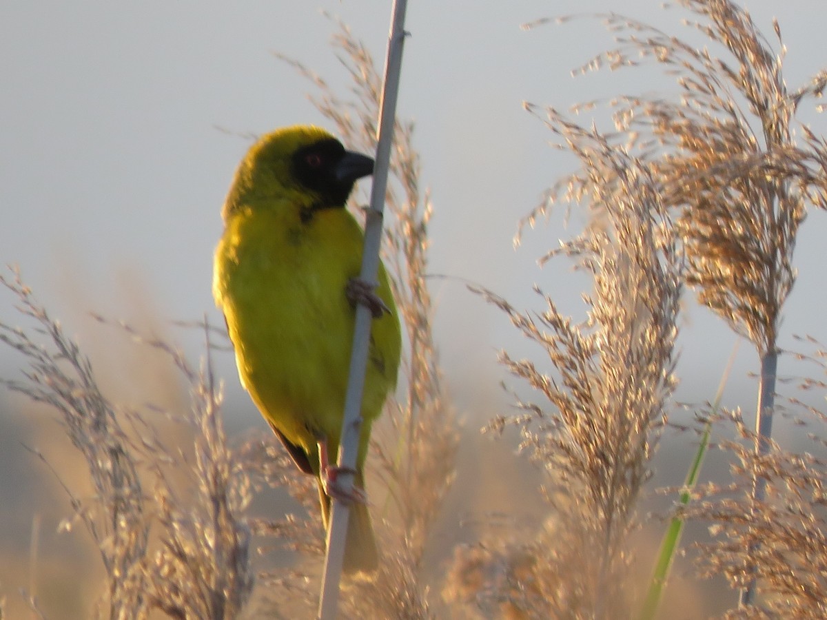Southern Masked-Weaver - ML647817537