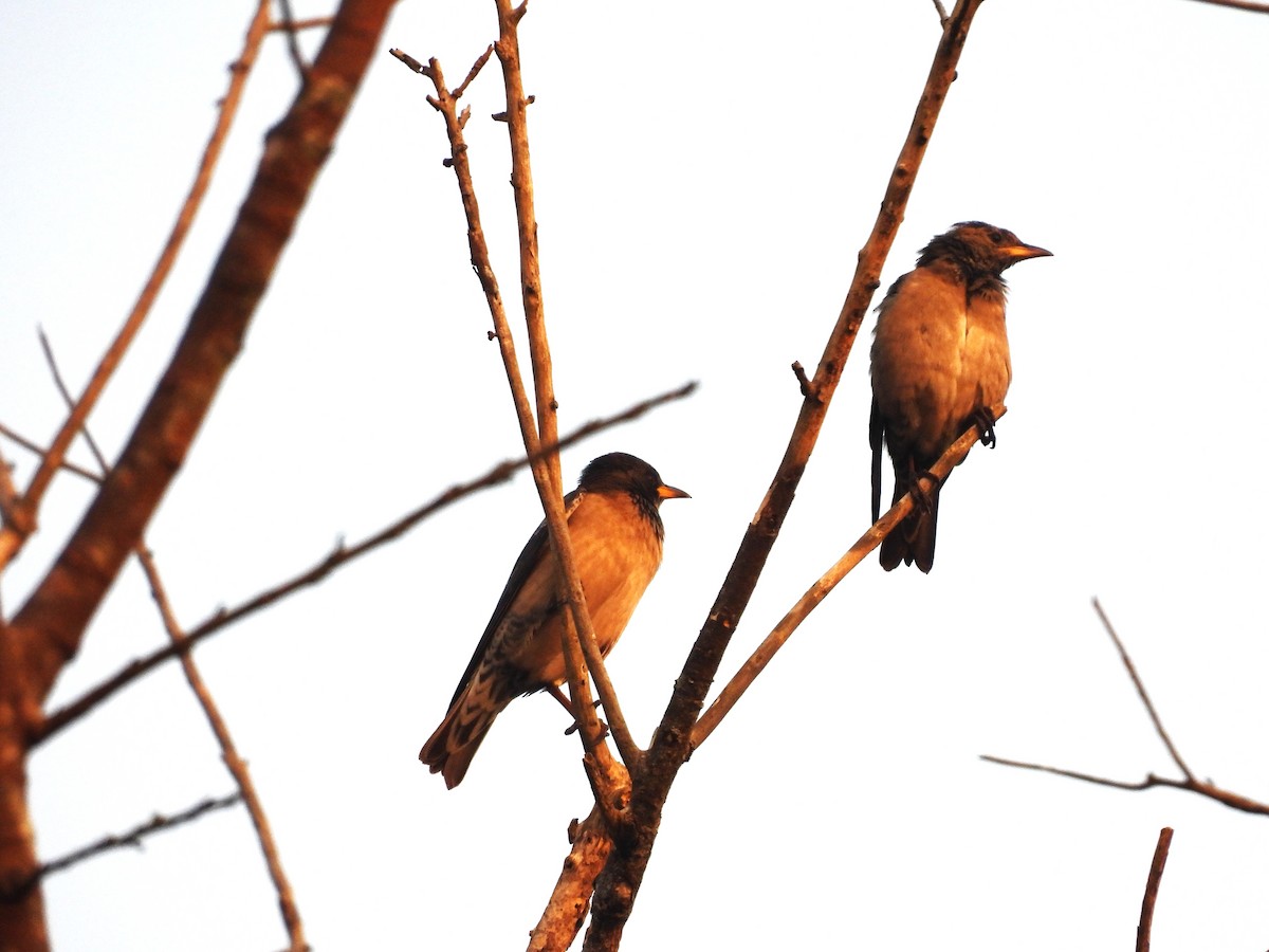 Rosy Starling - ML647817548