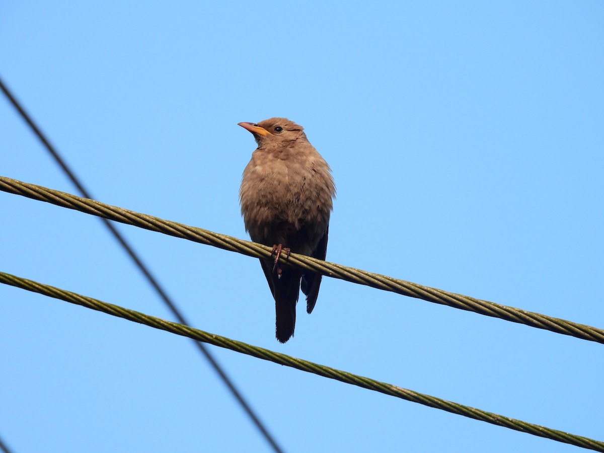 Rosy Starling - ML647817549