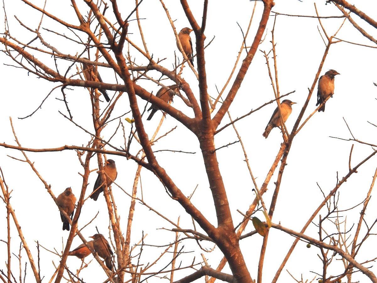 Rosy Starling - ML647817550