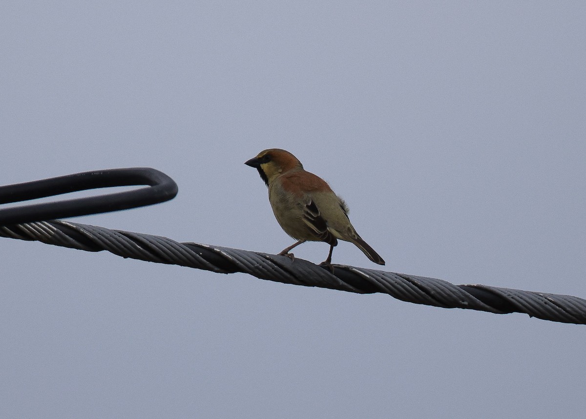 セアカスズメ - ML647817566