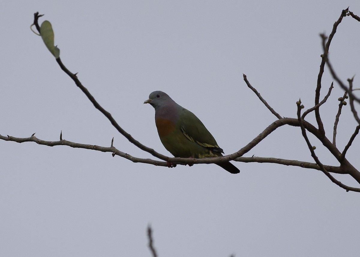 eBird Checklist - 11 Dec 2025 - Bang Pu--Nature Education Center - 25 ...