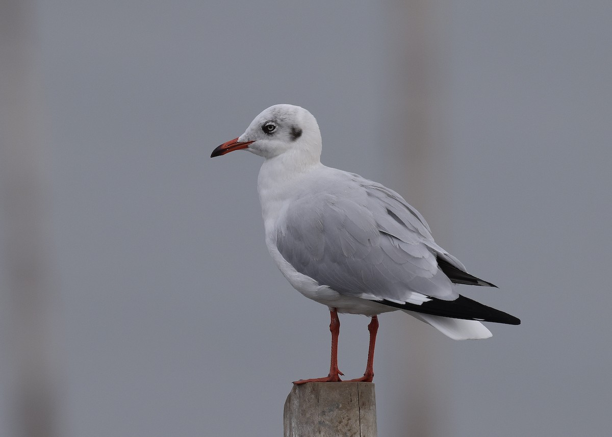 Hint Martısı - ML647817650