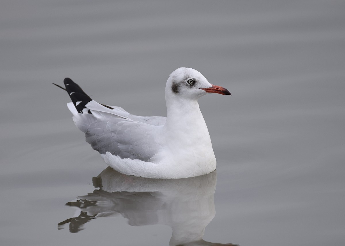 Hint Martısı - ML647817651