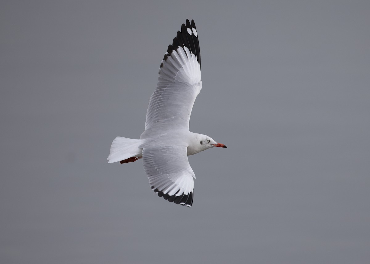 Hint Martısı - ML647817652