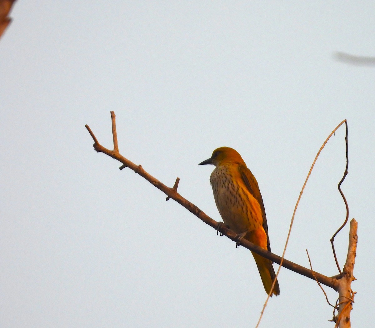 Loriot indien - ML647817656