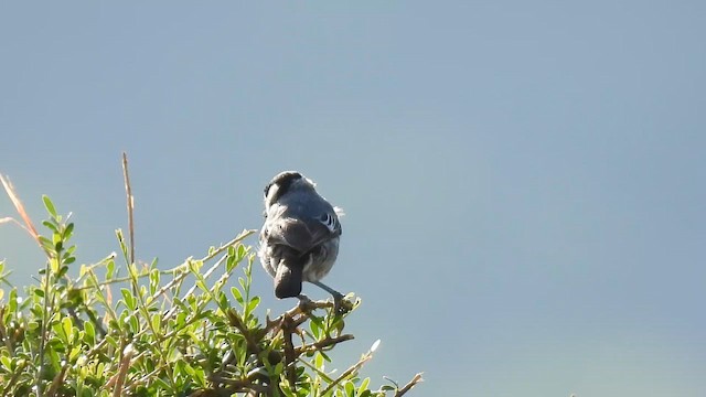 Somali Baştankarası - ML647817685