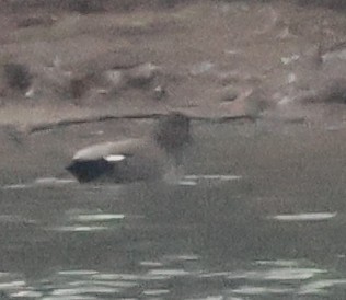 オカヨシガモ - ML647817695