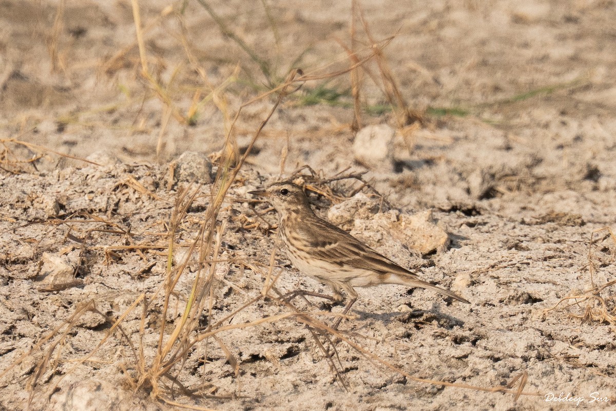 水鷚 - ML647817721