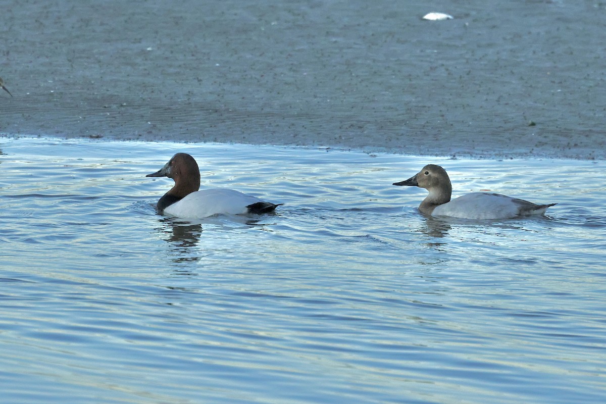 帆背潛鴨 - ML647817745