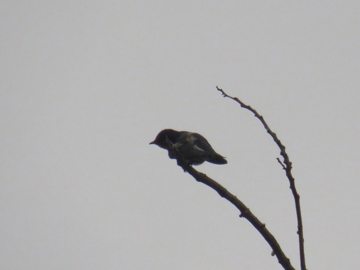 洋燕 - ML647817746