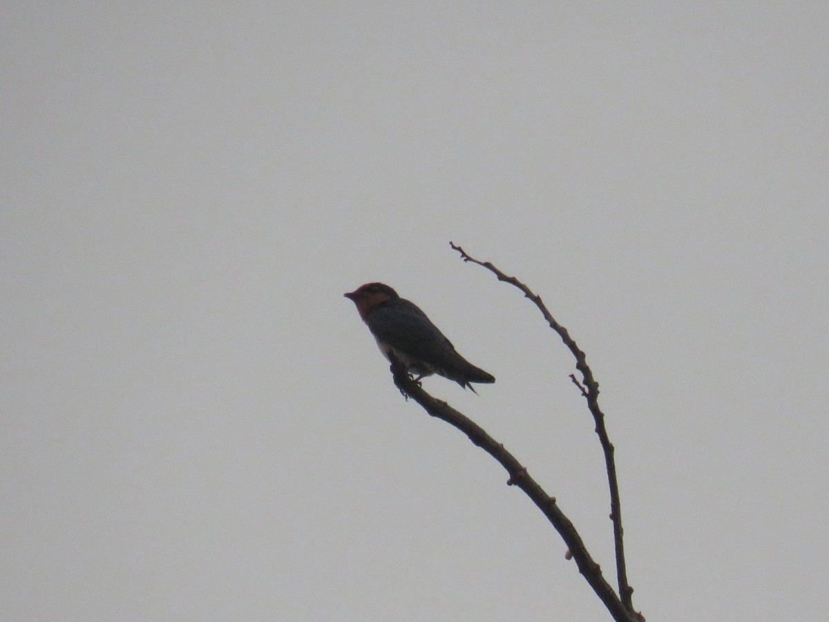 洋燕 - ML647817747