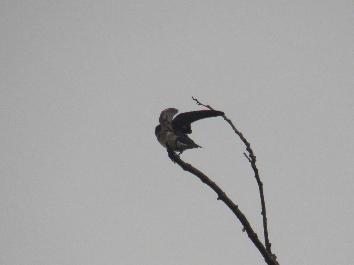 洋燕 - ML647817748