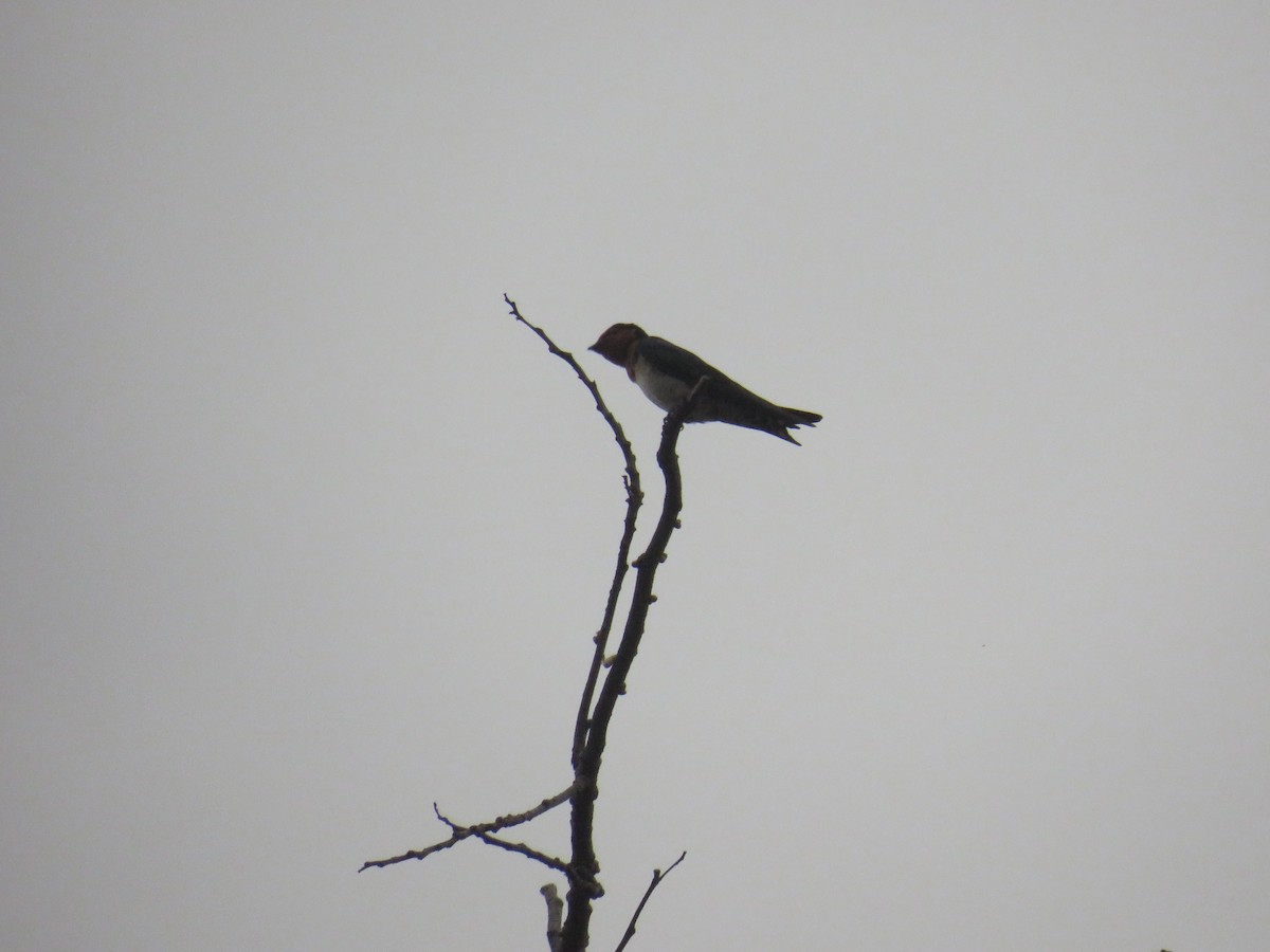 洋燕 - ML647817749