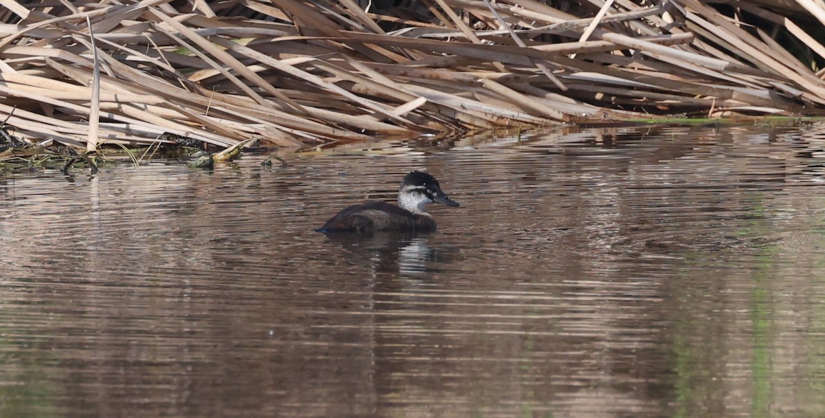 Maccoa Duck - ML647817750