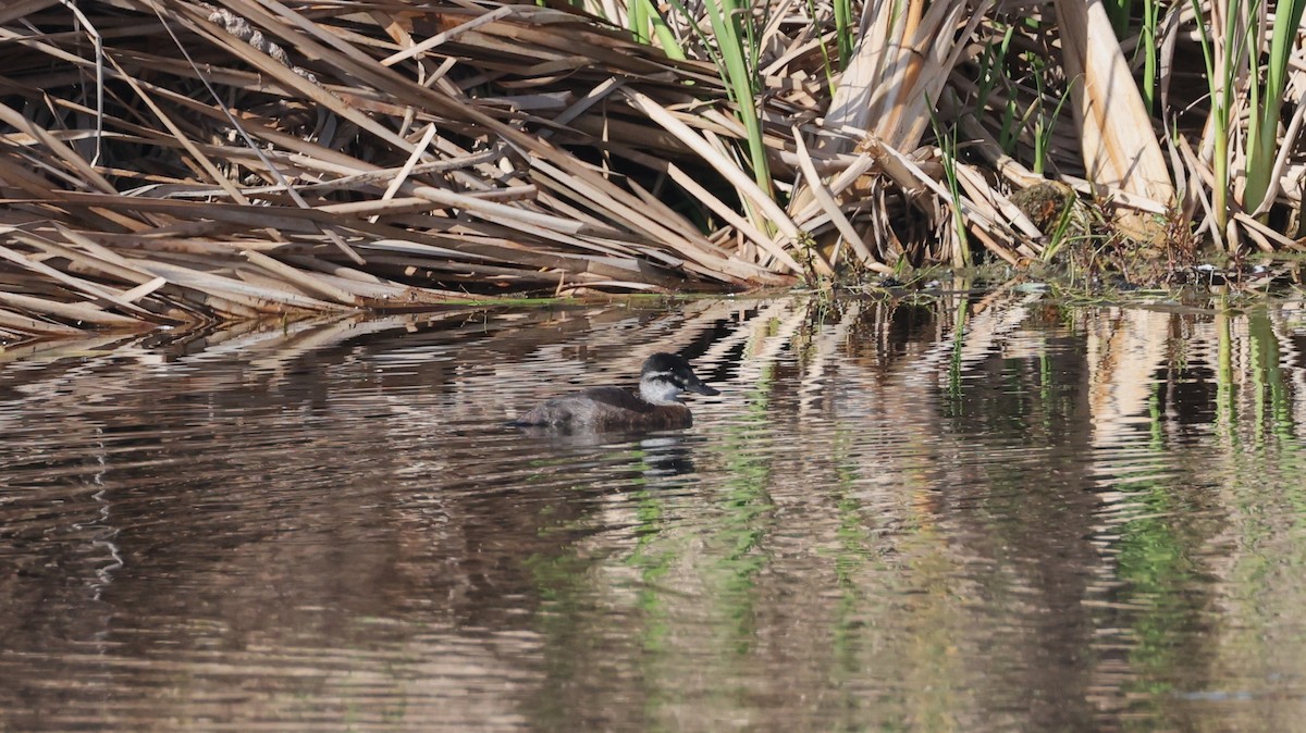 Maccoa Duck - ML647817751