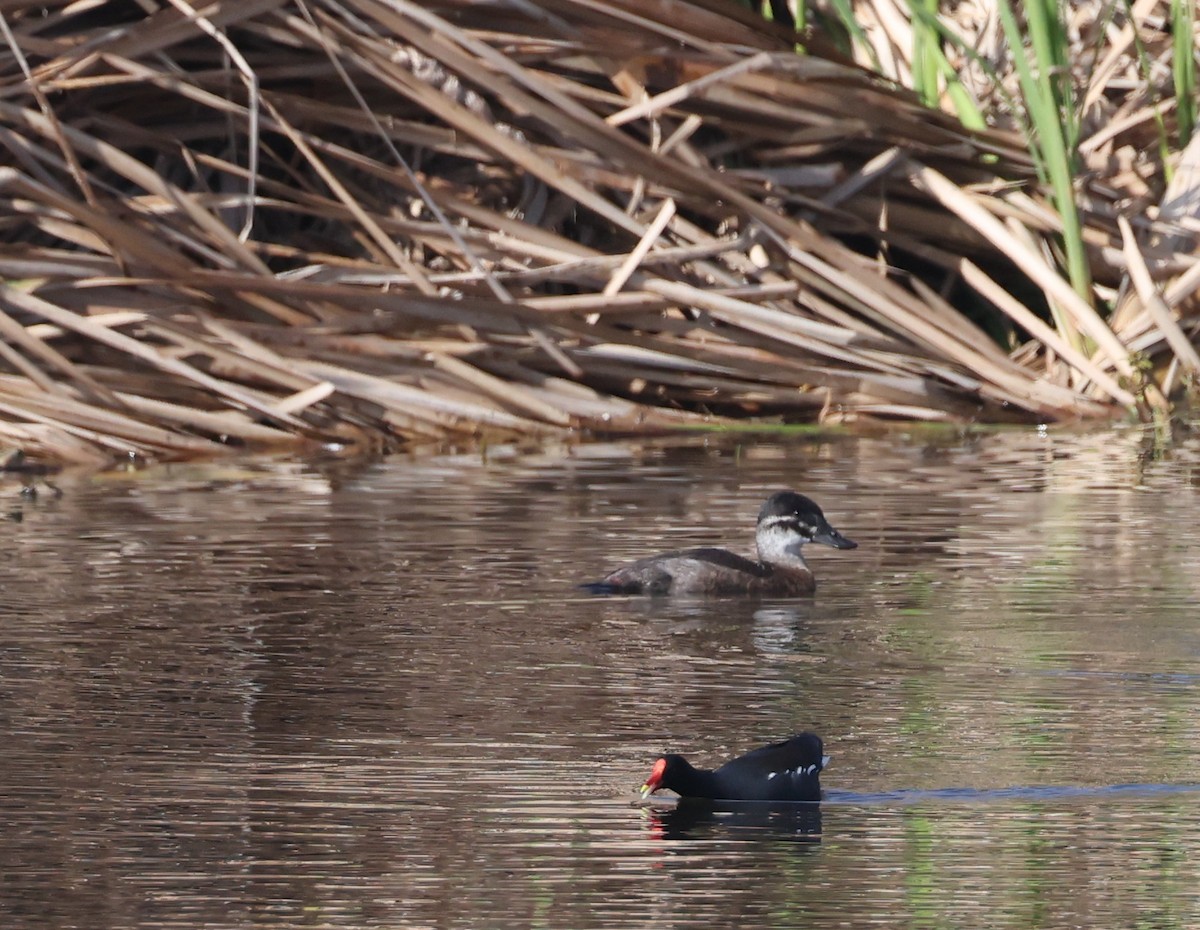 Maccoa Duck - ML647817752