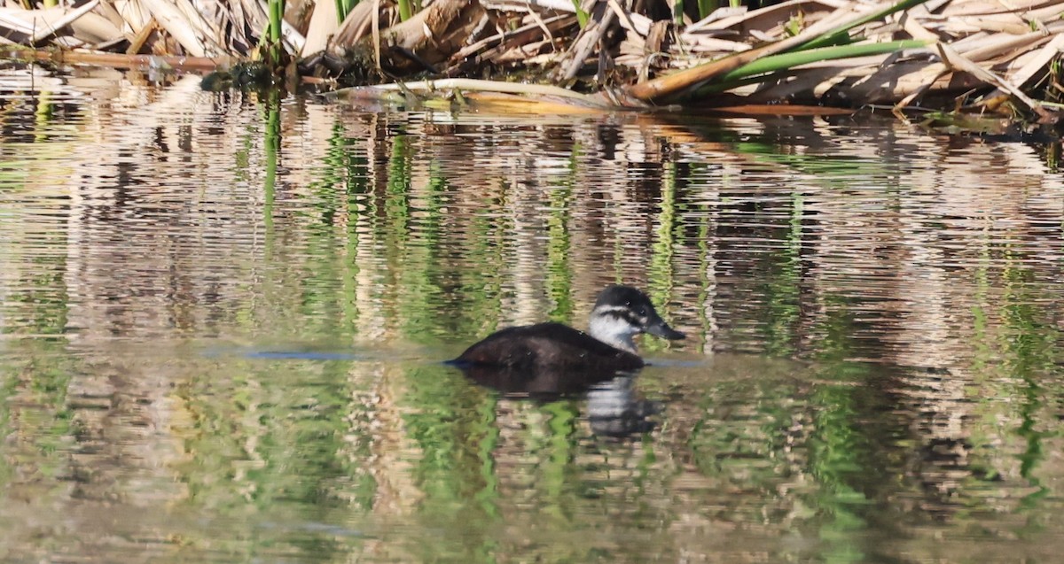 Maccoa Duck - ML647817753