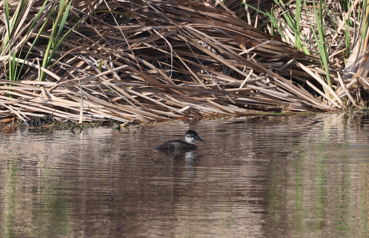 Maccoa Duck - ML647817754