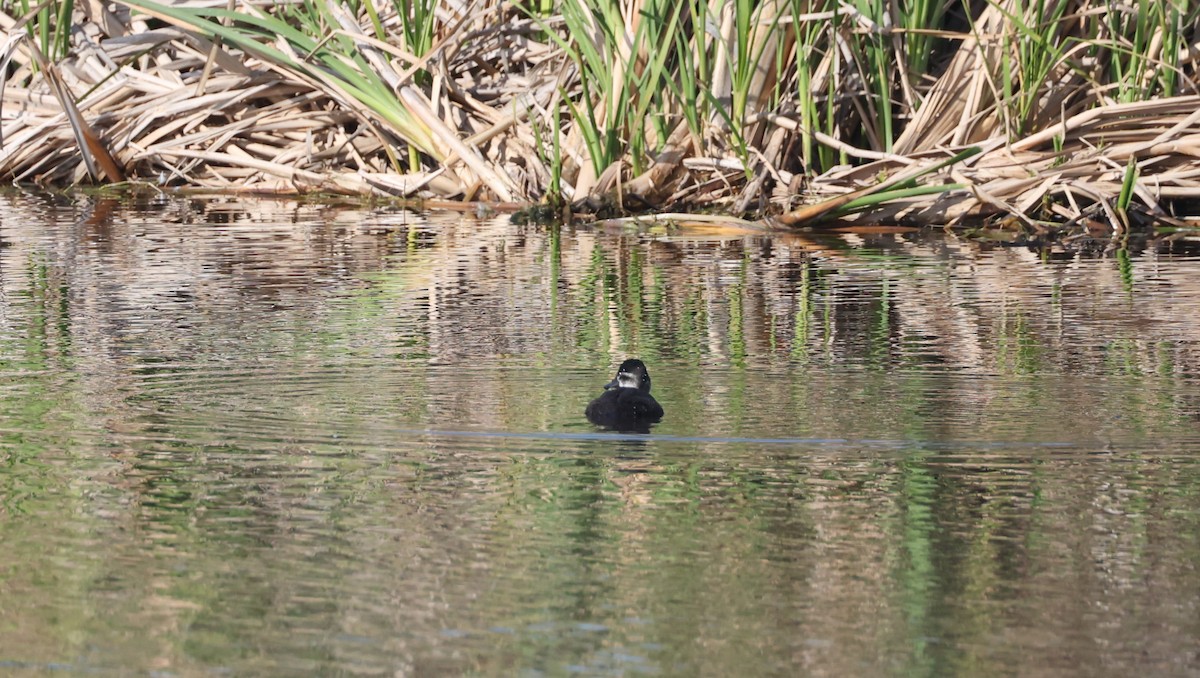 Maccoa Duck - ML647817755