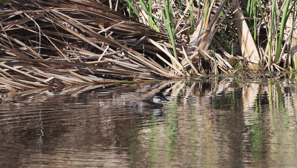 Maccoa Duck - ML647817756