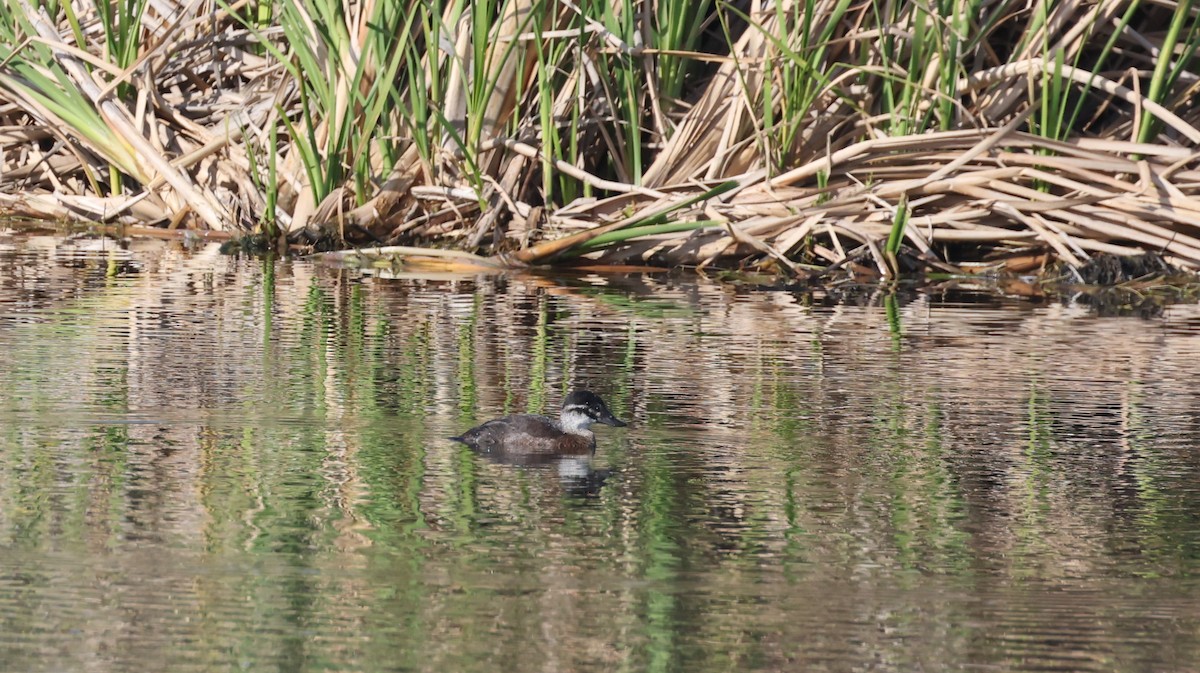 Maccoa Duck - ML647817757