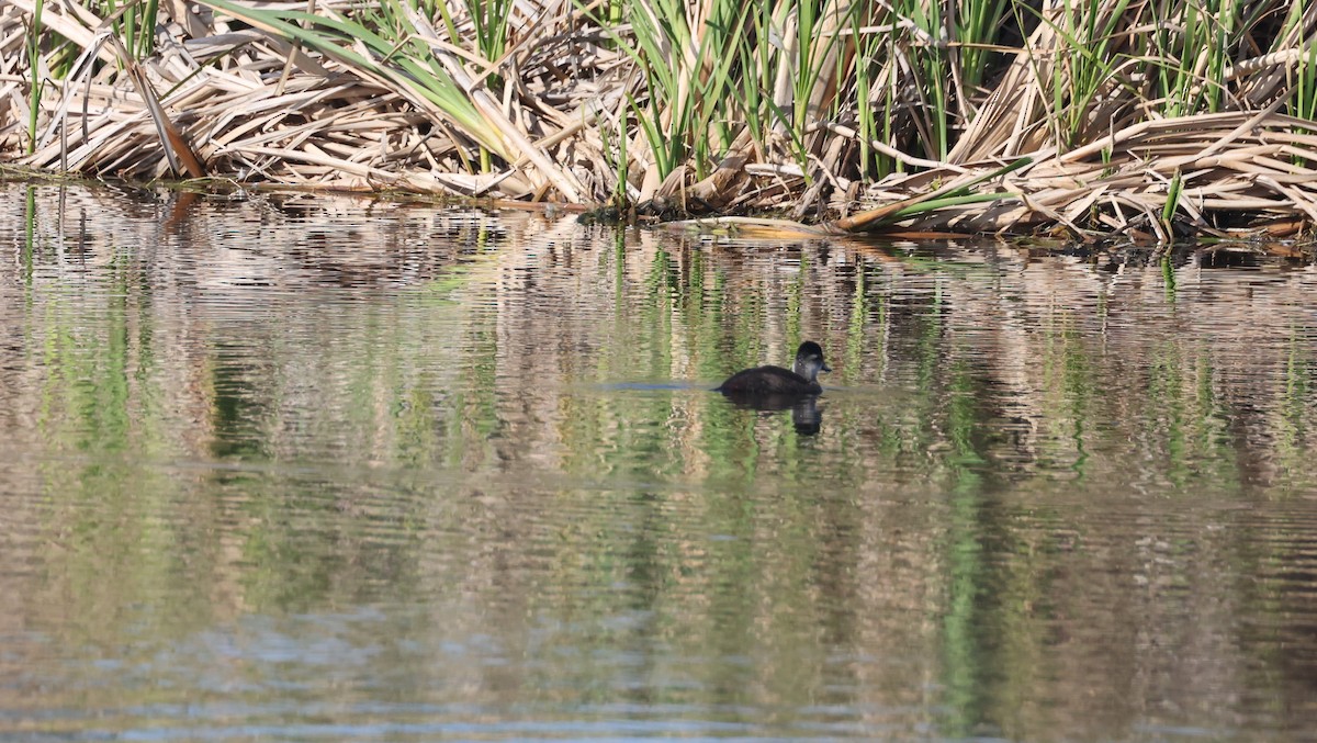 Maccoa Duck - ML647817758