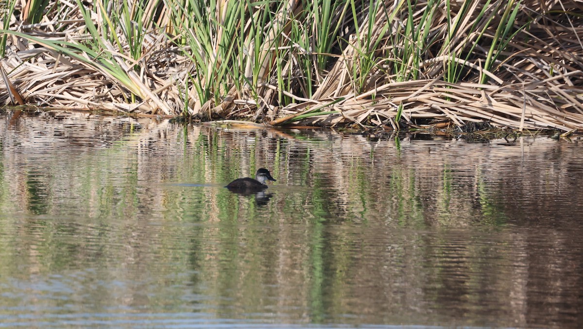 Maccoa Duck - ML647817759