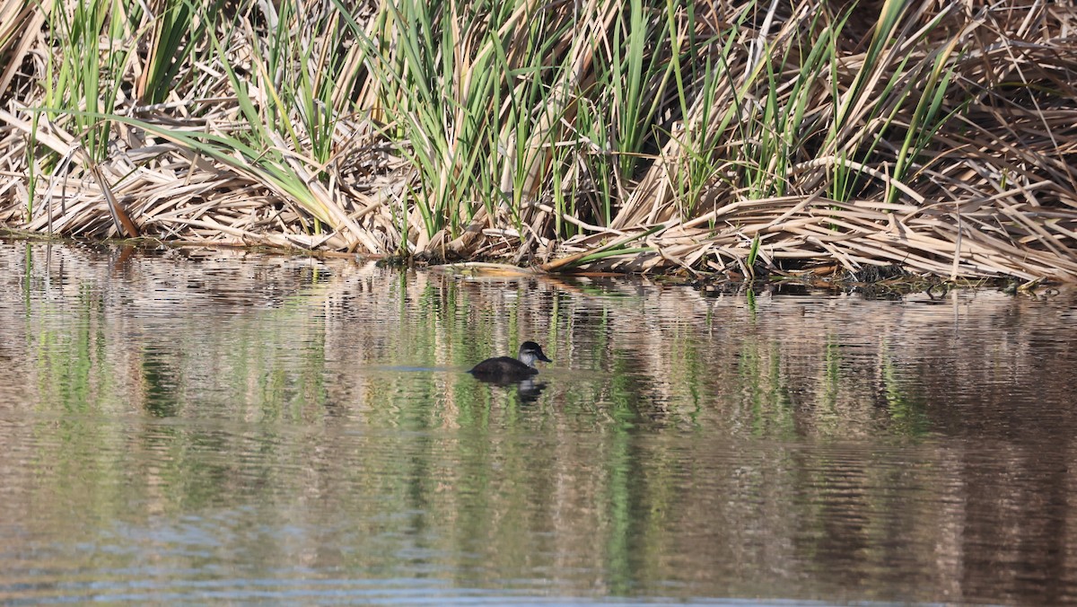 Maccoa Duck - ML647817760