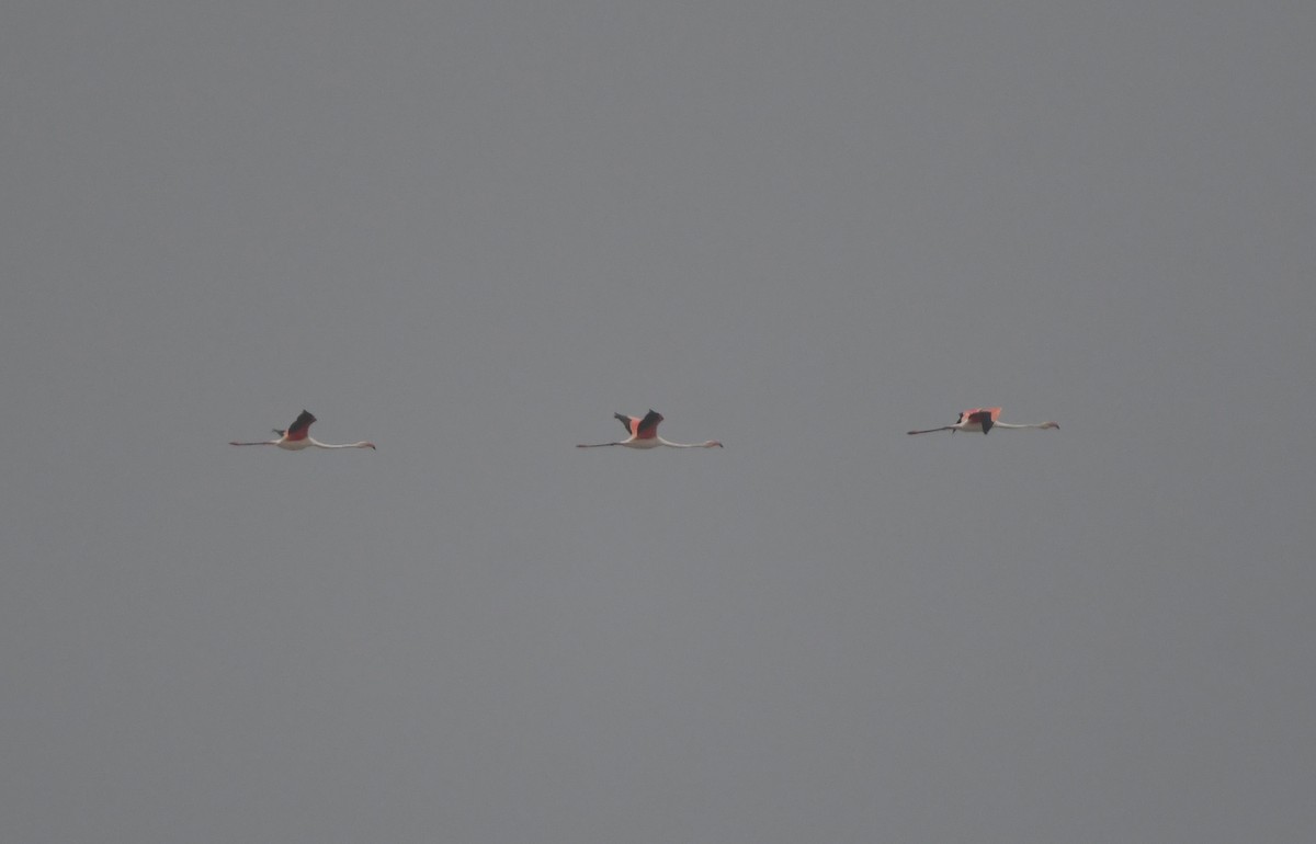 大紅鸛 - ML647817761