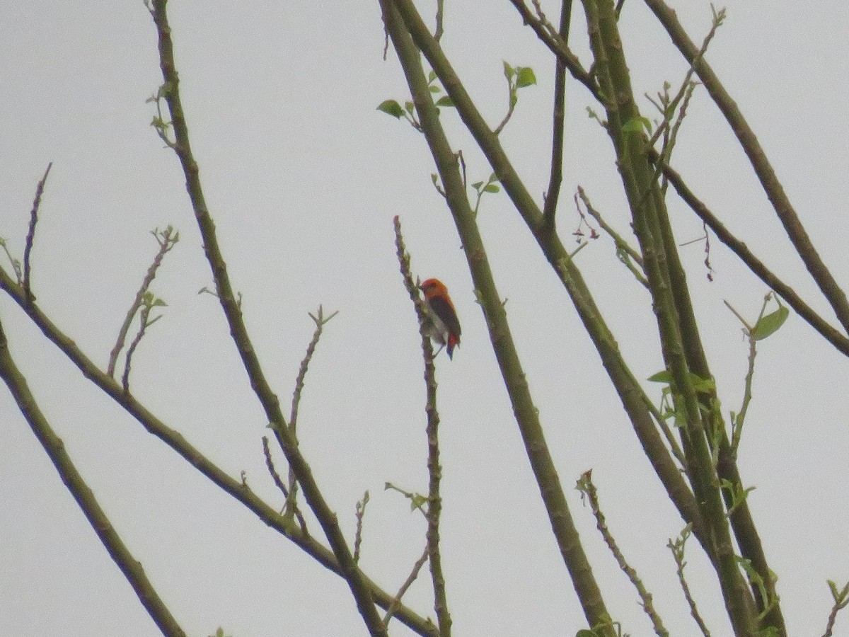 Scarlet-headed Flowerpecker - ML647817762