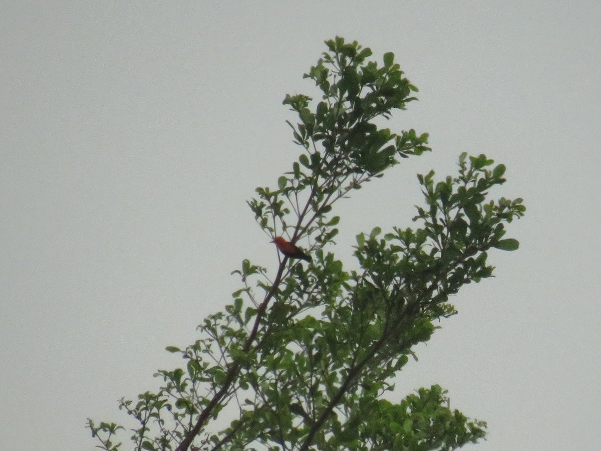 Scarlet-headed Flowerpecker - ML647817763